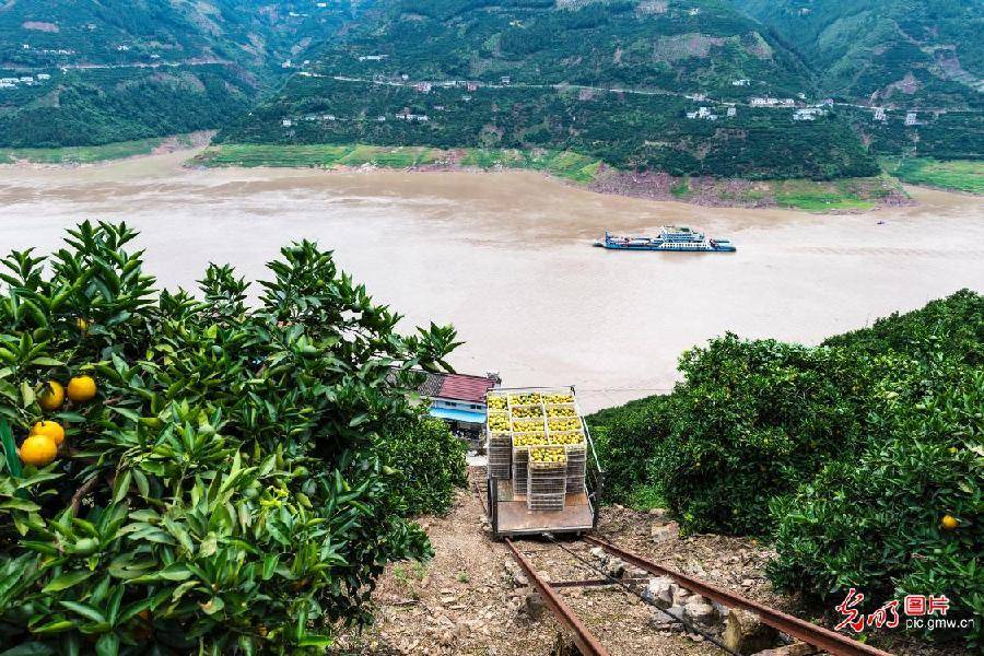 and|Oranges harvested in C China's Hubei