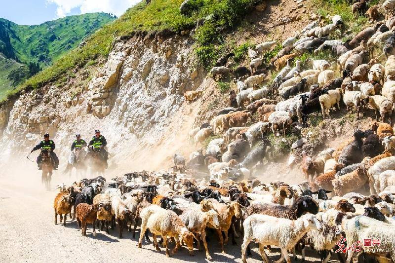 Mounted|Mounted police herding sheep in NW China's Xinjiang