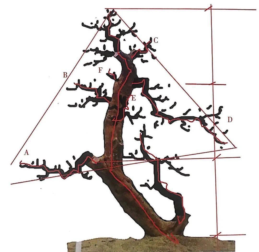 熟知雀梅习性后临摹盆景设计案例咱们的盆景作品指日可待