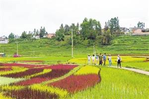 清水乡|大地为画布彩稻为颜料