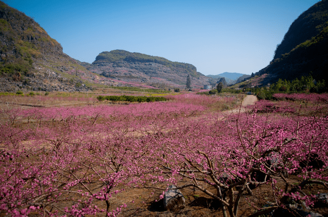 以桃为"媒",昔日石头山成了"花果山"_桃树