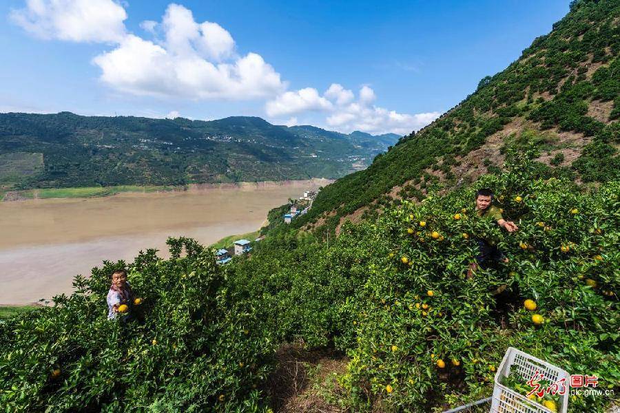 and|Oranges harvested in C China's Hubei