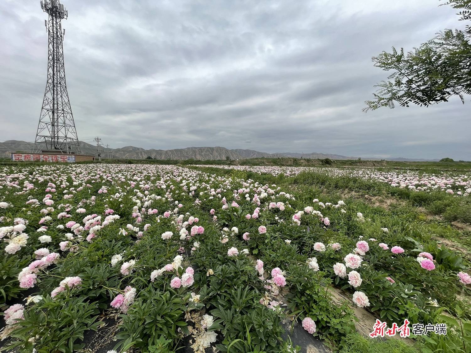 永登县|【小康圆梦·看甘肃】永登县王家坪村：花开小康路