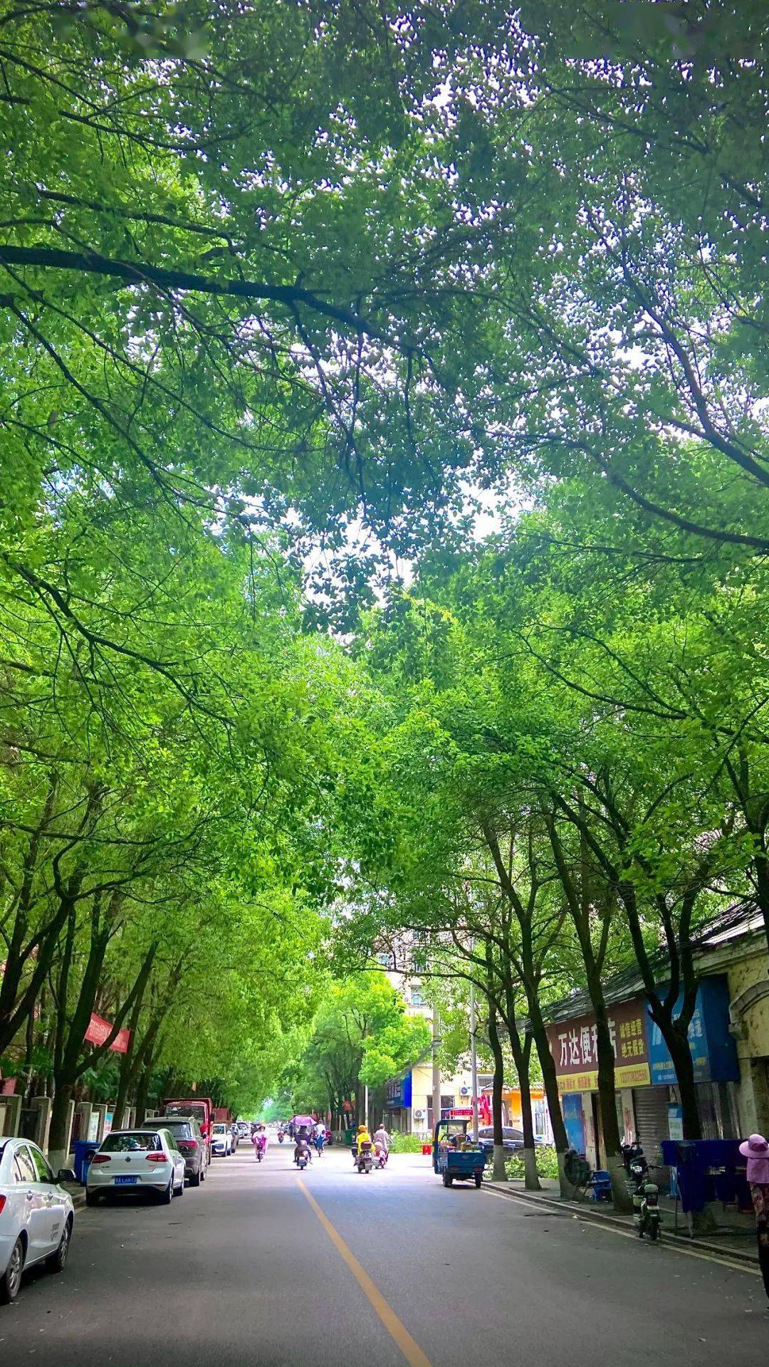 的故乡叶落归根它都是我们的家乡不管我们的城市到底好不好生活在应城