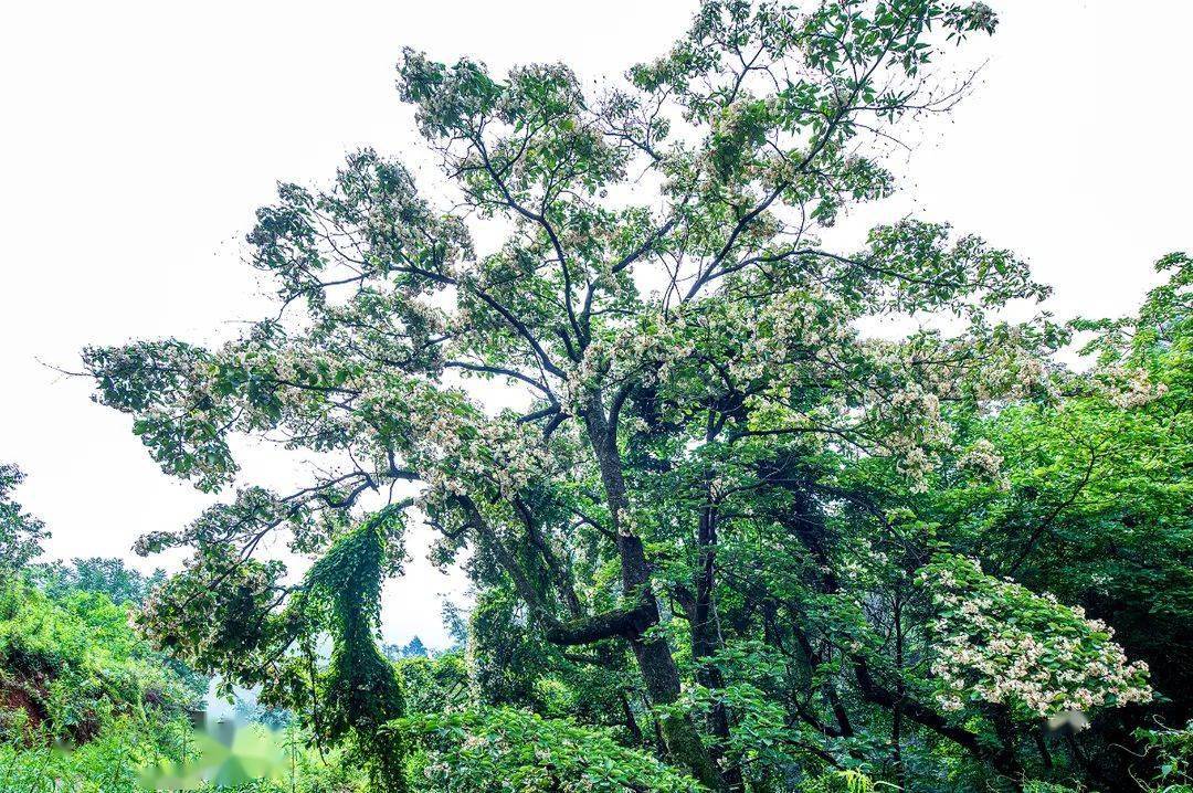 攀枝花这里的丁木花开啦~_高峰村