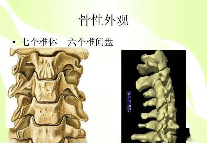 頸椎病知識全面圖解析【收藏版】_解剖