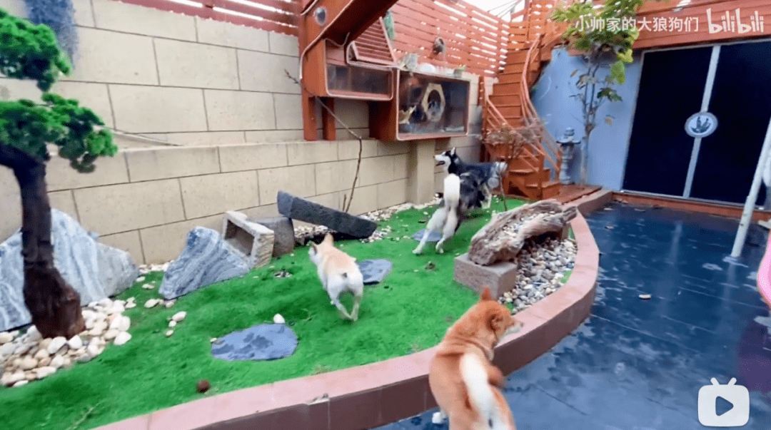 花费23万给8条狗装修狗别墅,买10000㎡地做游乐园,我酸了!_狗狗