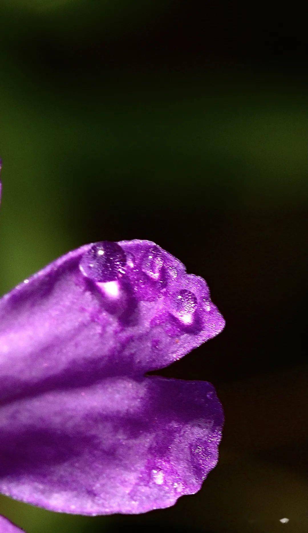 雨后露珠花草图片