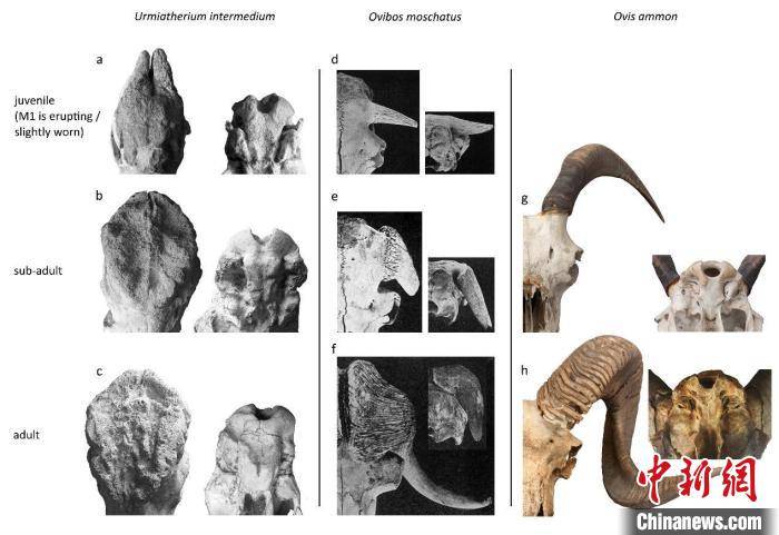 最新研究:远古"和政羊"角心或为炫耀与武器之用