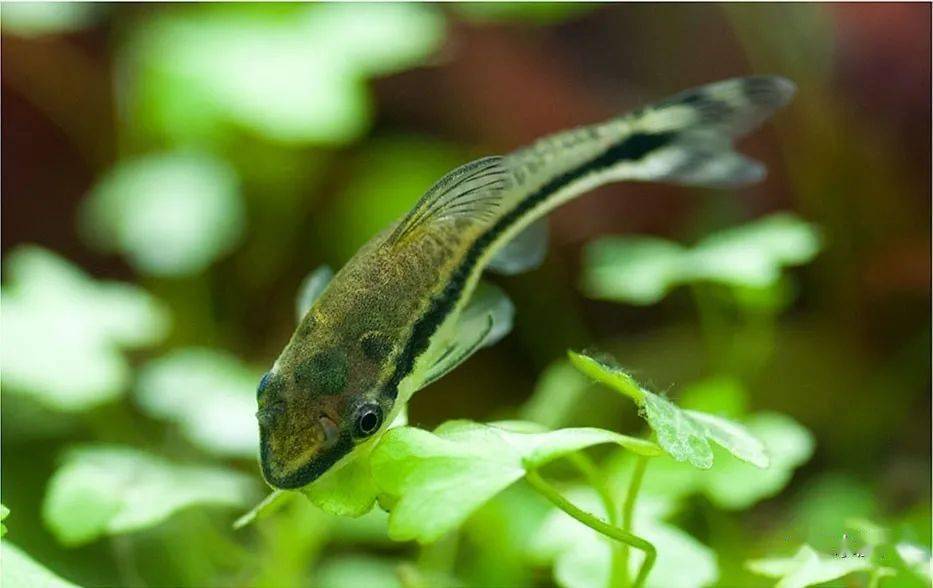 小精灵最受欢迎的草缸除藻鱼