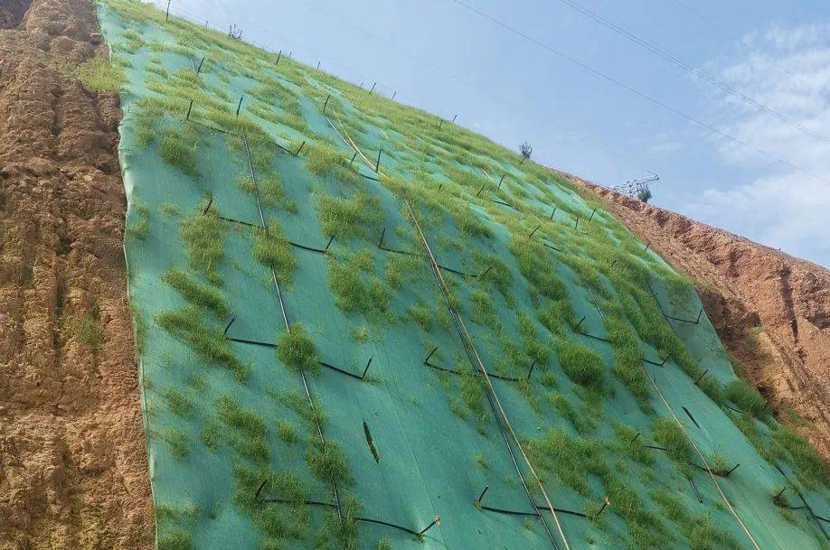 混凝土里长出绿花草