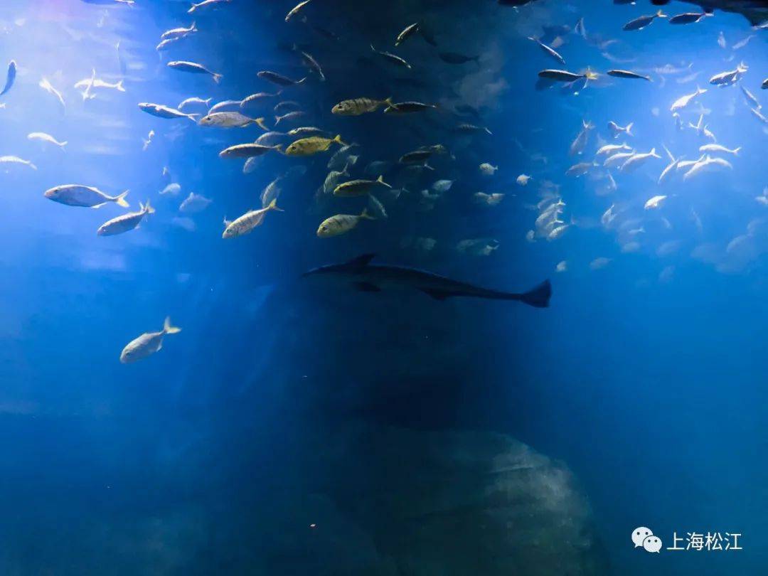 住在水族馆！深坑酒店水下客房回归 ，50余种海洋生物等你探秘