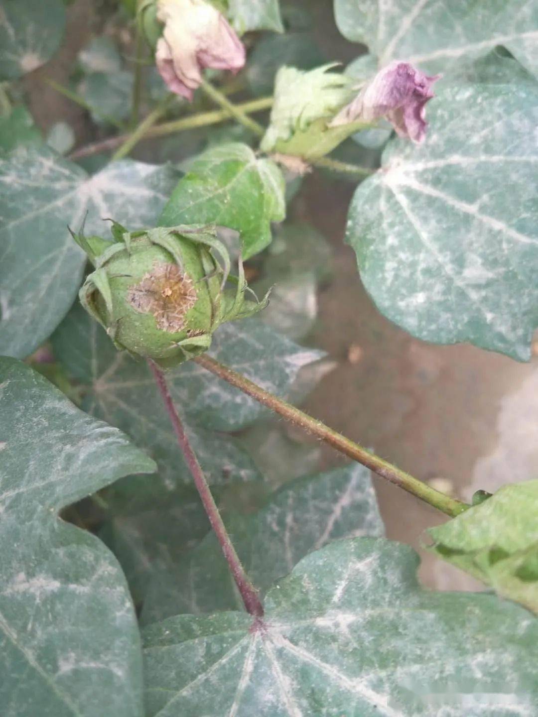 当前南疆棉田做好防治棉蓟马工作