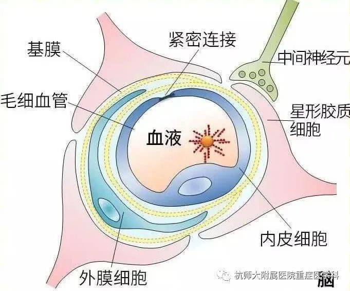 血脑屏障被破坏图片