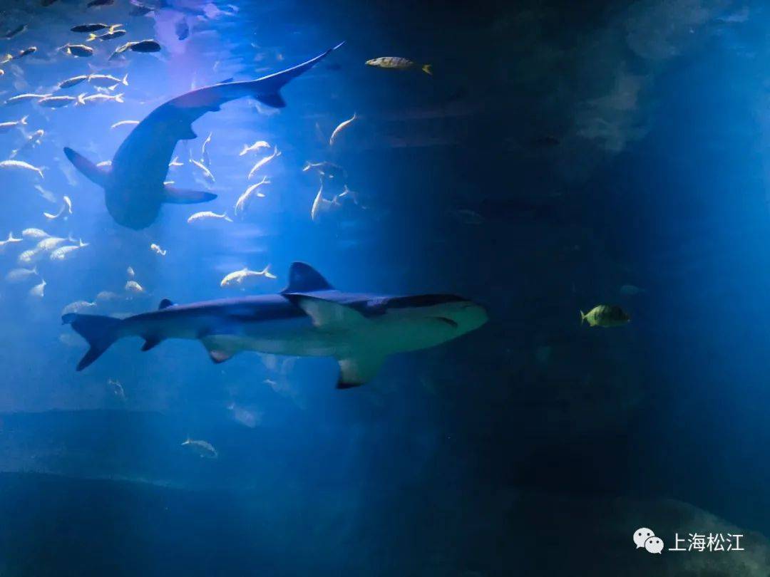 住在水族馆！深坑酒店水下客房回归 ，50余种海洋生物等你探秘