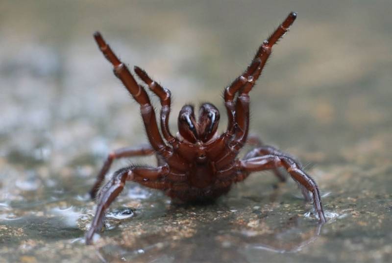 杀手|研究发现世界最毒蜘蛛毒液能阻止“头号杀手”心脏病发作致死