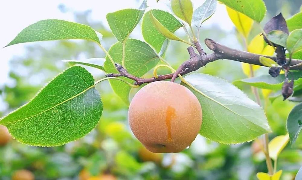 七月的甜蜜少不了梨采摘攻略快来get