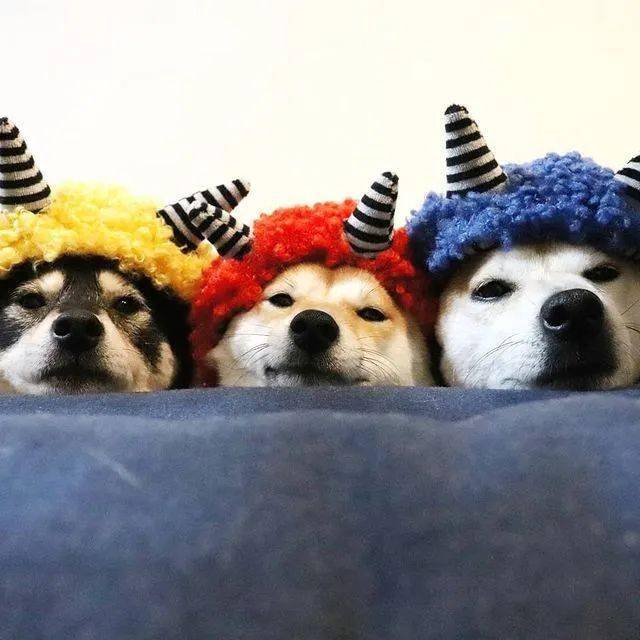 养了三只柴柴,每天上演柴犬叠叠乐!