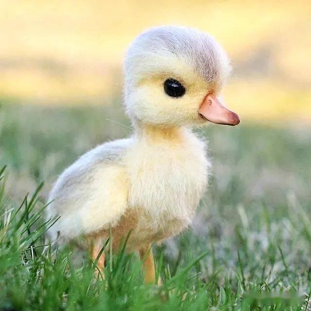 看得心都要酥了这小动物也太可爱了吧