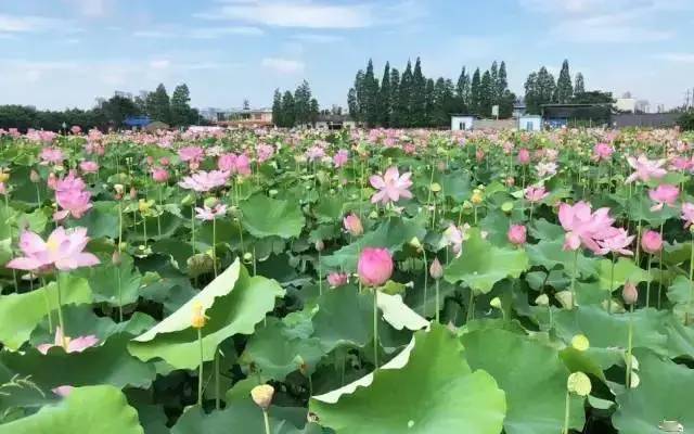(自由选择)让游客们多一份惊喜,坐在小火车上游花海~红山村荷花池里