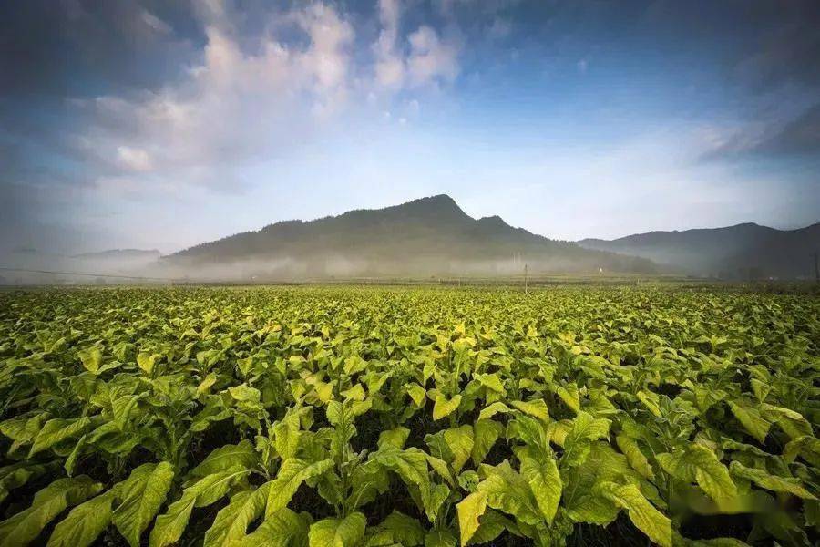 洛塔乡热家村村民修剪油茶枝提高产量1至6月,百合,果蔬(柑橘,烤烟,中