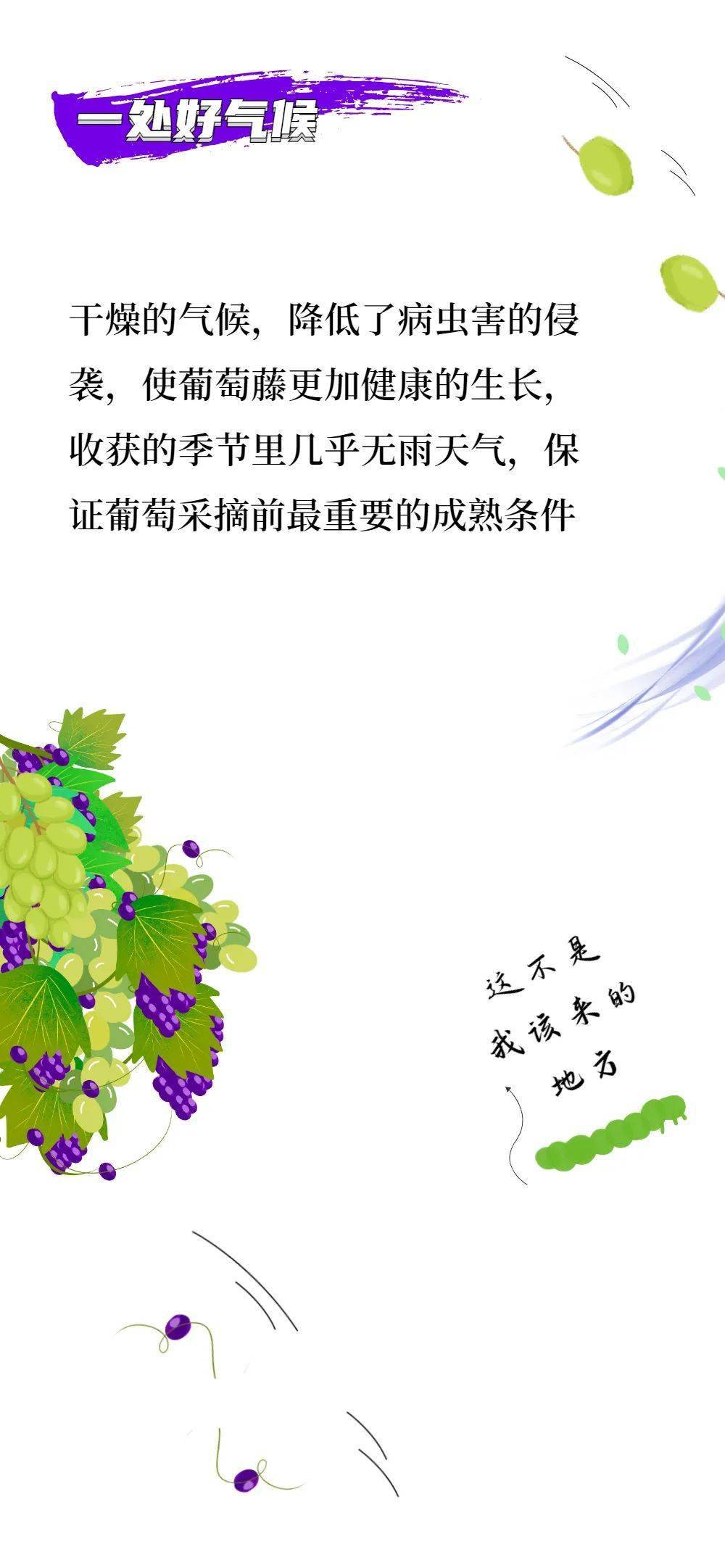 com|听说，宁夏葡萄酒最近很火！