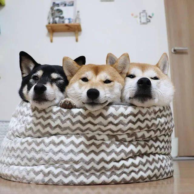养了三只柴柴,每天上演柴犬叠叠乐!