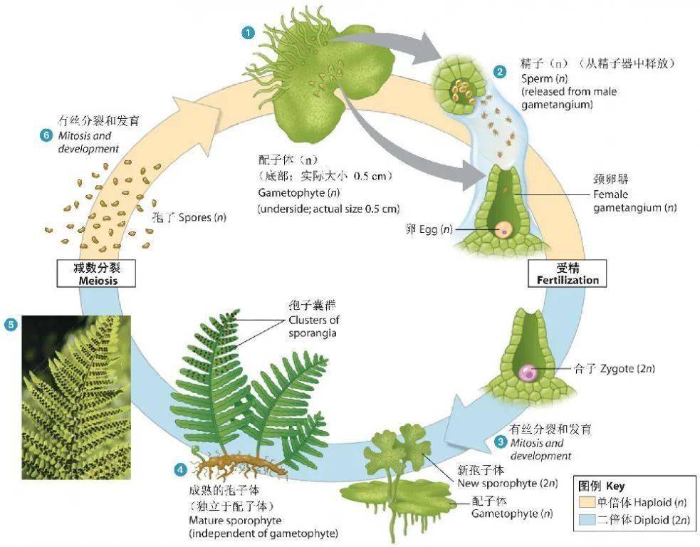 蕨类植物生活史简图图片