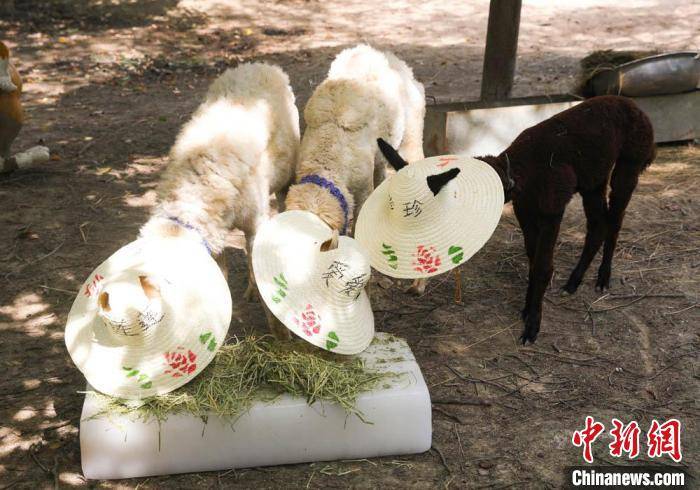 by|A zoo in east China's Jiangsu province leads its animals on a summer vacation