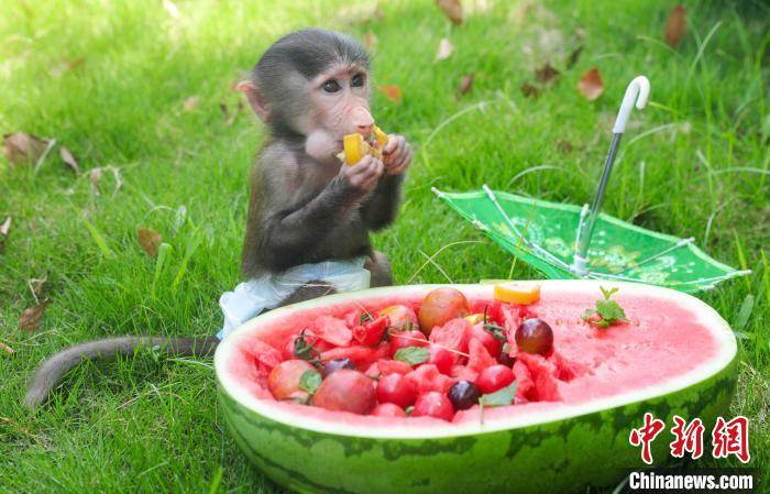 by|A zoo in east China's Jiangsu province leads its animals on a summer vacation