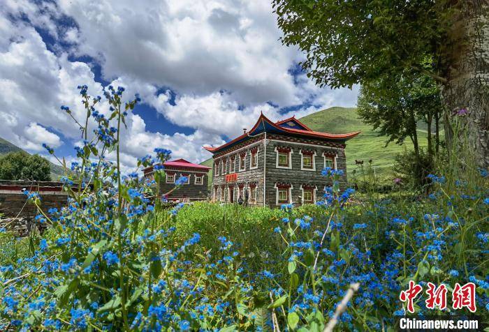 Sichuan|West Sichuan plateau ushered in the most beautiful season grassland mountain flowers brilliant intoxicating