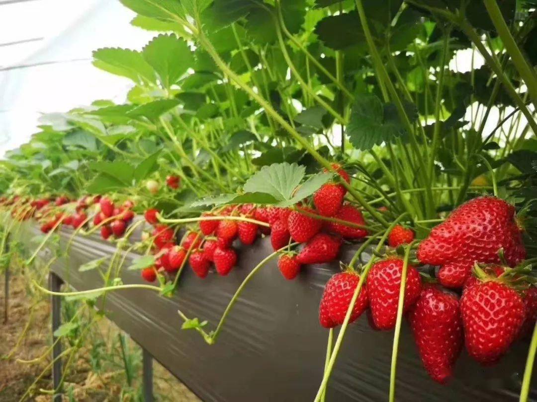 又一文旅项目落户长丰草莓小镇打造草莓特色马拉松赛道