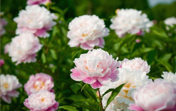 健身房|¥760起/2晚--占地2.7万M2,紧邻园博园!这家“花园饭店”独享天然氧吧,还能一次Get扬州特色“君澜九味”!