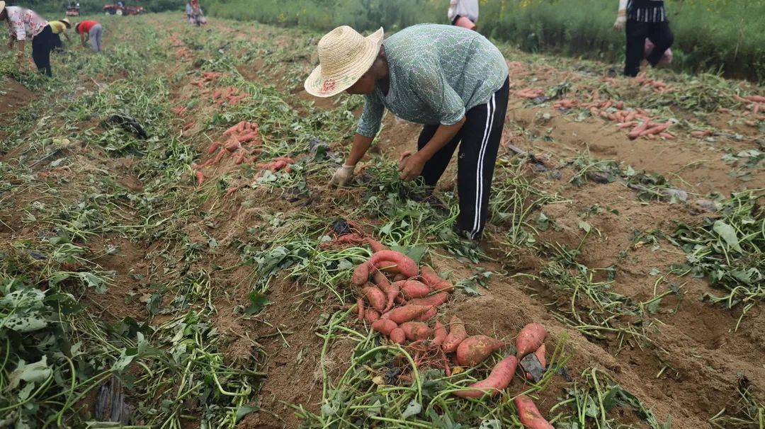 双季种植开辟红安苕发展新路