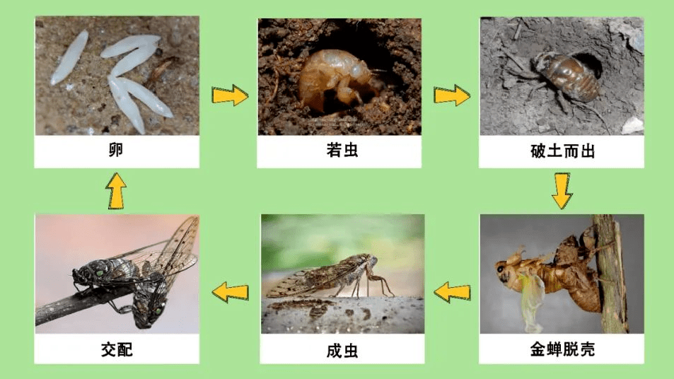 蝉的生长过程流程图图片
