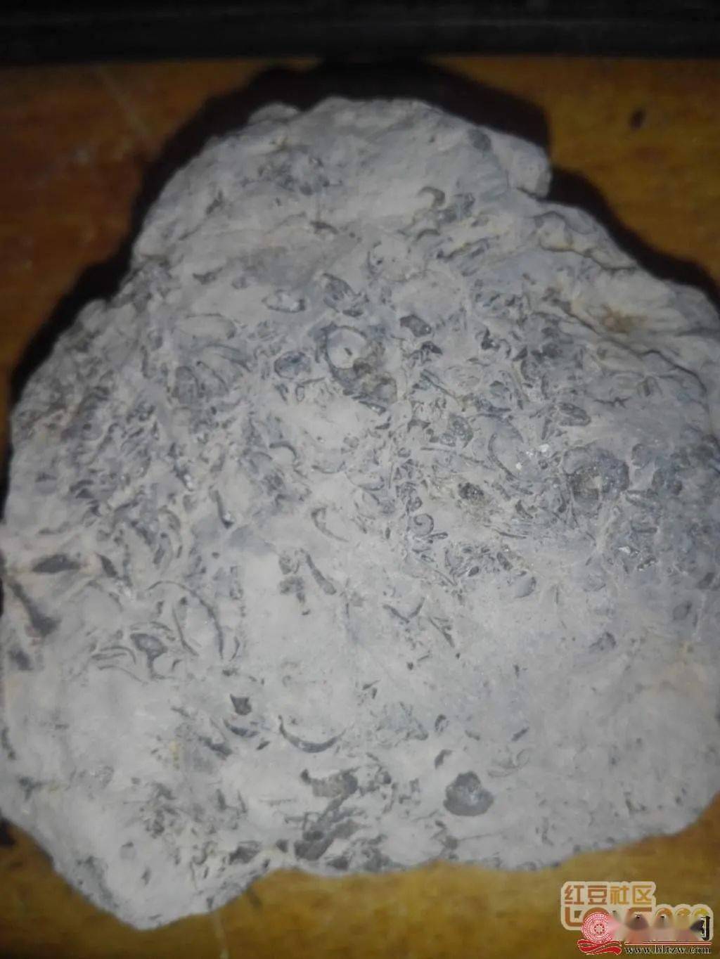 在北流市世界化石群发现孙悟空金箍棒化石以及仙葫芦化石