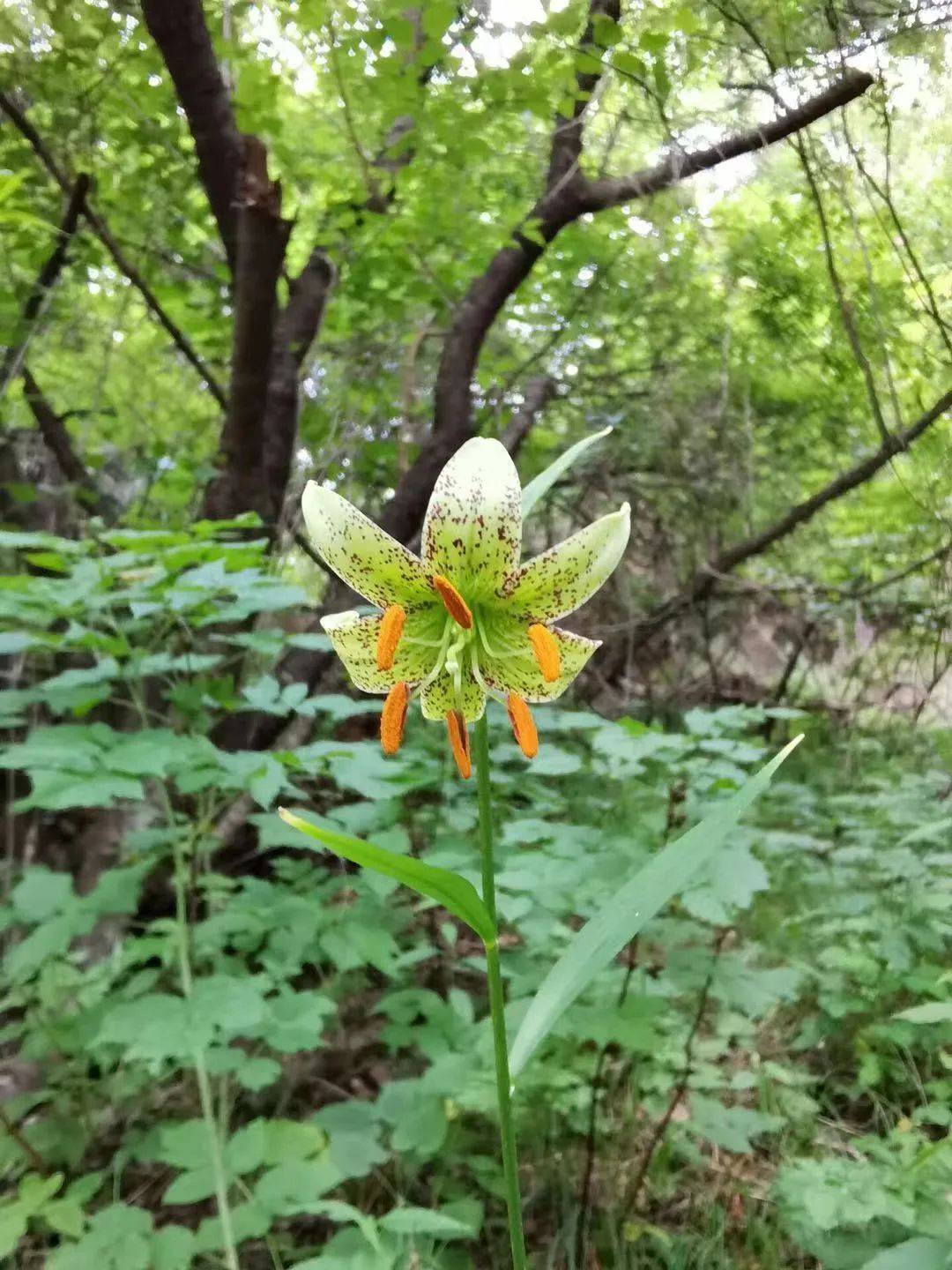 3株!国家级濒危物种"绿花百合"现身秦岭