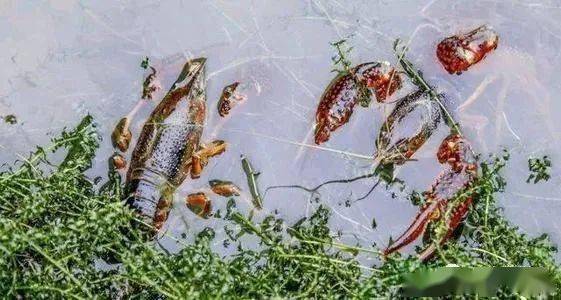 亚新体育小龙虾养殖的几个重要问题：稻田养殖还是池塘？精养还是粗养(图3)