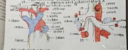 都说|学霸医学生画神仙笔记像印刷体