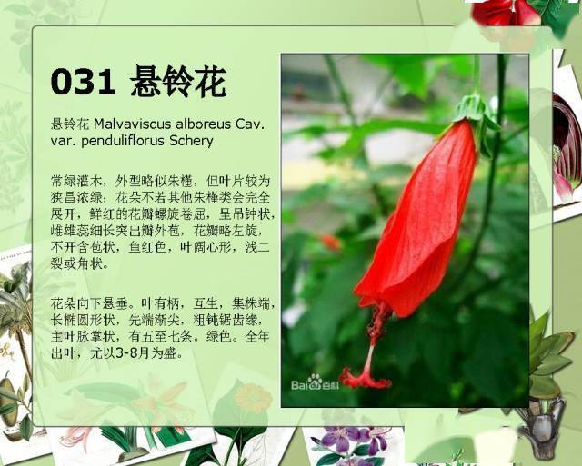 百科植物图片及名称图片