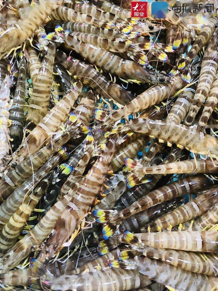 大量上市青岛竹节虾虾汛来临价格每斤50元到70元不等