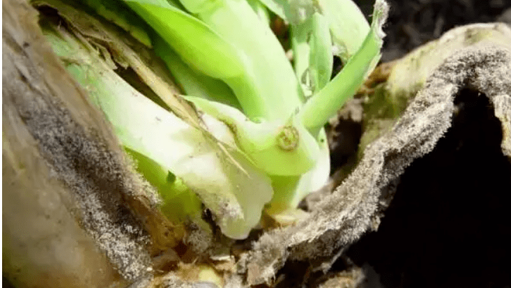 大白菜灰霉病