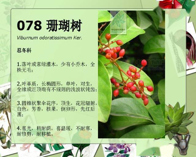 100种常见植物图鉴超全