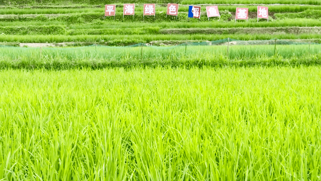 我为群众办实事马蹄镇稻鱼生态种养助群众增收