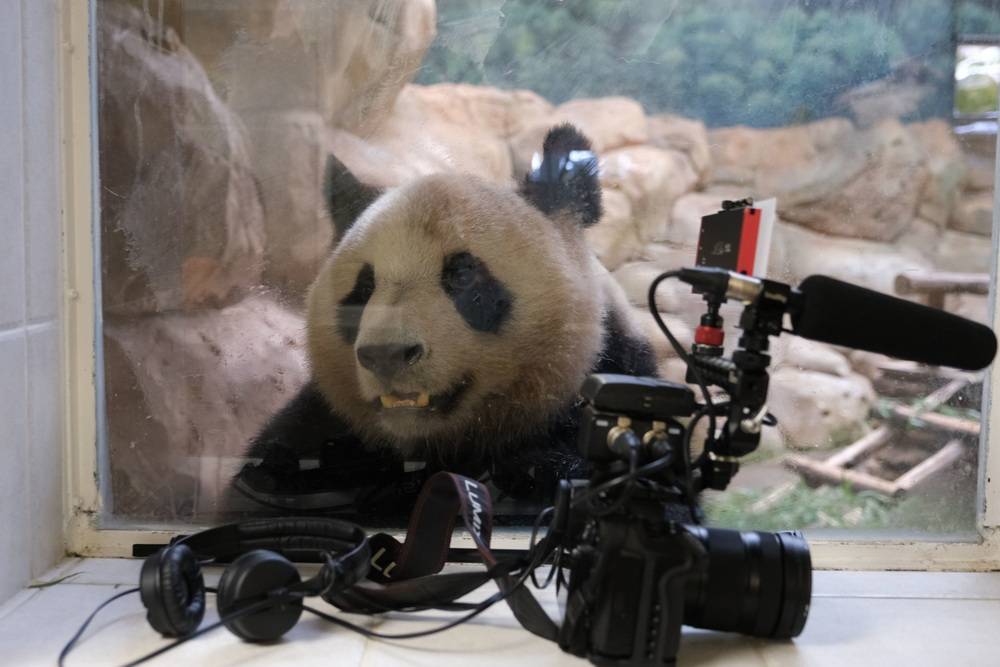 中国旅法大熊猫"欢欢"将诞下双胞胎