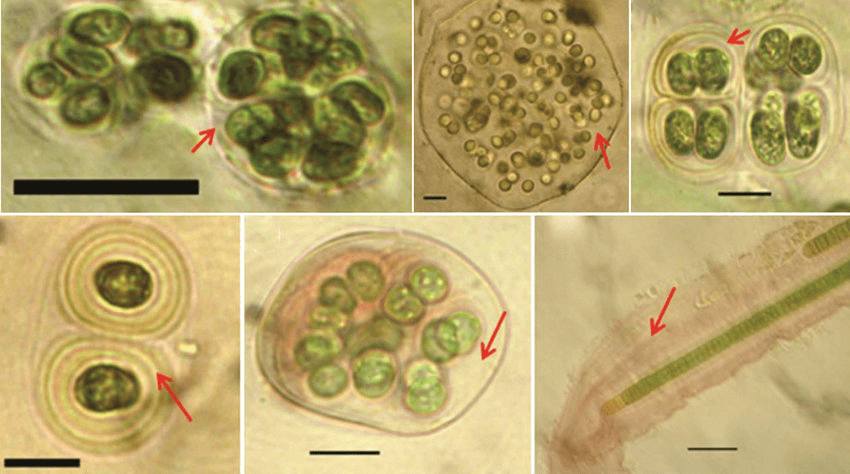 如果去火星种菜它可能是先行者
