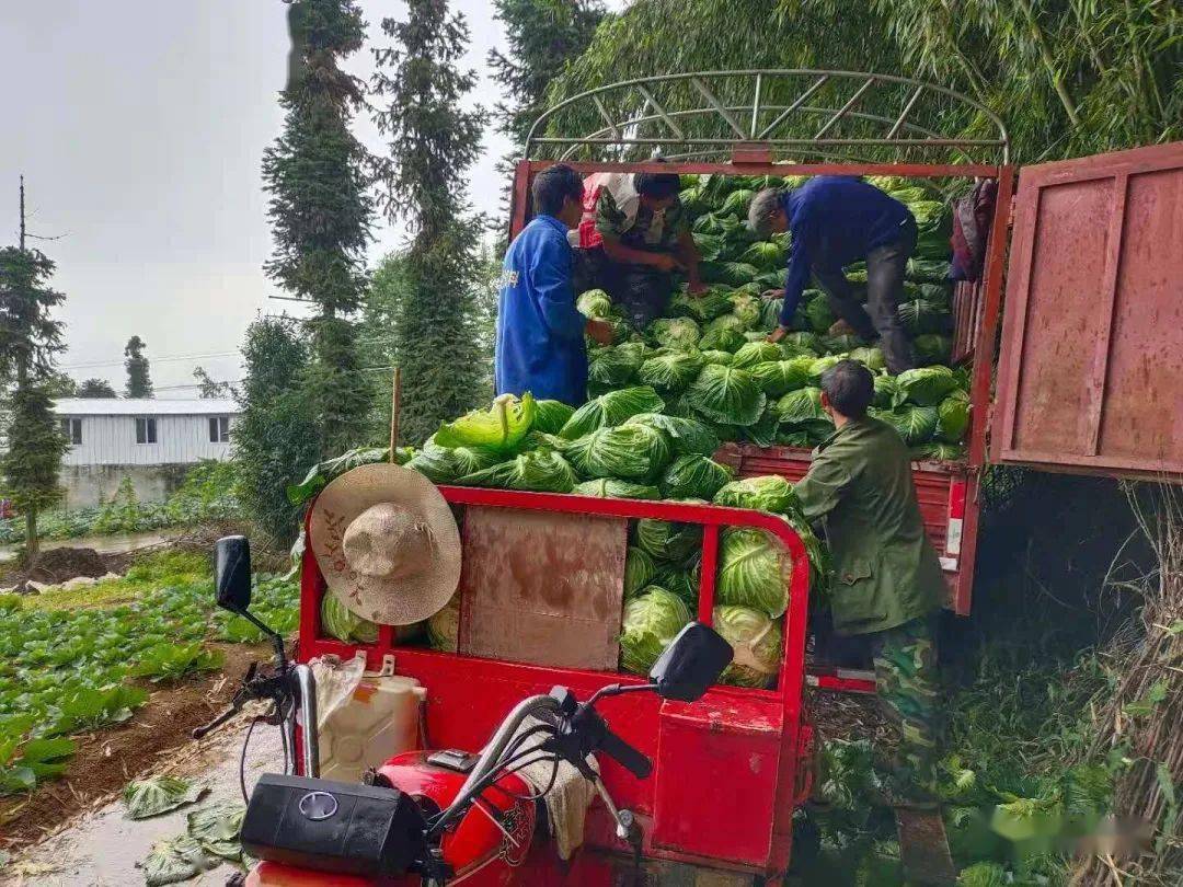 点赞!汉源爱心人士捐赠一车新鲜蔬菜驰援郑州