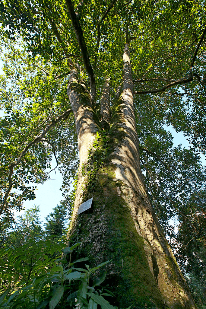 携手守护绿色文物共同赓续生态文脉福建省中国最美古树简介