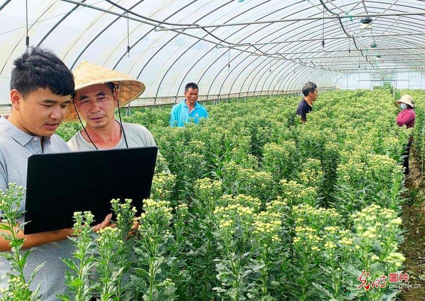 system|5G Internet and other technology applications promote the development of the chrysanthemum industry