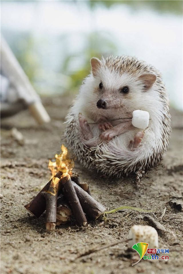 可爱刺猬成网红 洗澡闻香识花萌萌哒